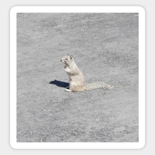 Ground squirrel, Silverwood Lake, San Bernardino Mountains, California. Sticker